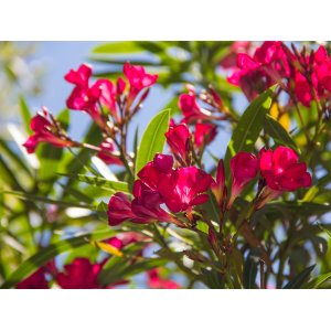 Oleander obyčajný (Nerium oleander) ČERVENÝ - výška 60-90 cm, kont. C10L (-10/-12°C) VIACKMENNÝ